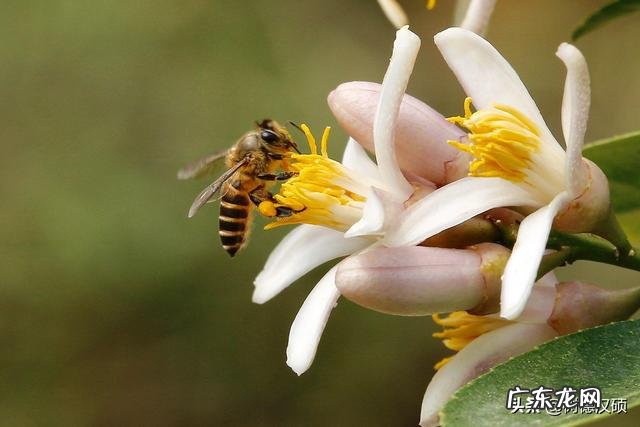 今天听到一句古话:惊蛰不冻虫,寒到五月中,这句话是什么意思?有道理吗?