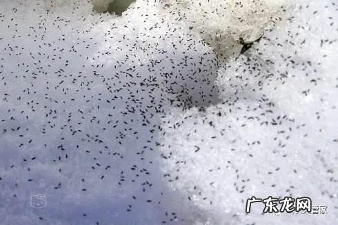 今天听到一句古话:惊蛰不冻虫,寒到五月中,这句话是什么意思?有道理吗?