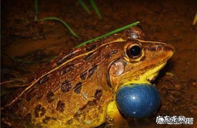 今天听到一句古话:惊蛰不冻虫,寒到五月中,这句话是什么意思?有道理吗?