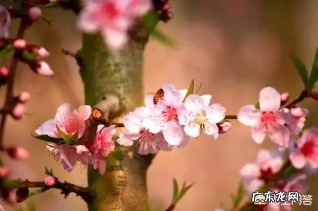 今天听到一句古话:惊蛰不冻虫,寒到五月中,这句话是什么意思?有道理吗?