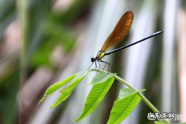 今天听到一句古话:惊蛰不冻虫,寒到五月中,这句话是什么意思?有道理吗?