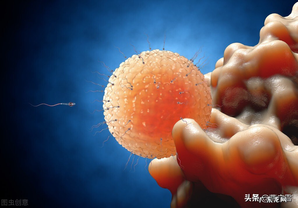 列文虎克发现了什么 列文虎克的资料简介