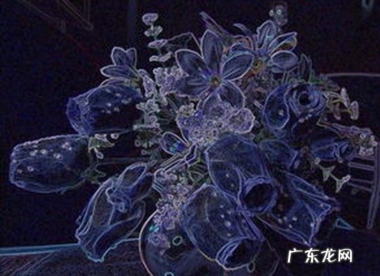 大片菊花 梦见黄菊花