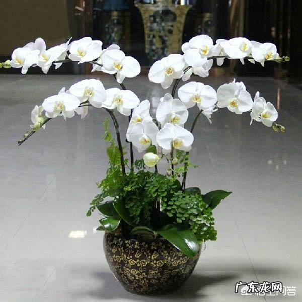 过年的时候,买哪些年宵花又好看又好养?