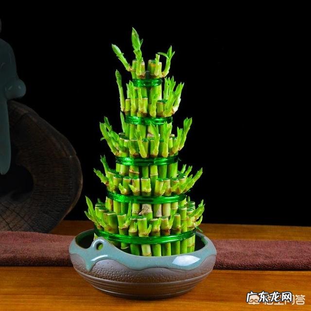 过年的时候,买哪些年宵花又好看又好养?