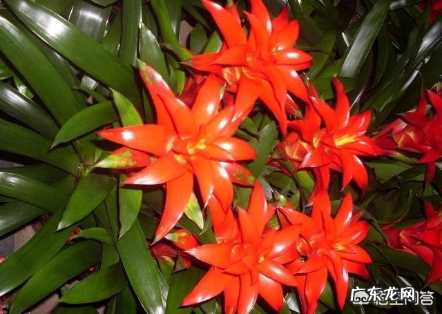 过年的时候，买哪些年宵花又好看又好养？