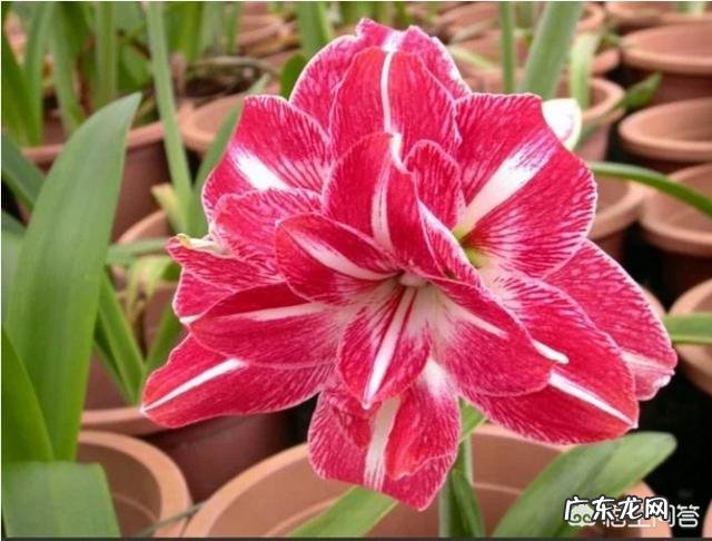 过年的时候,买哪些年宵花又好看又好养?