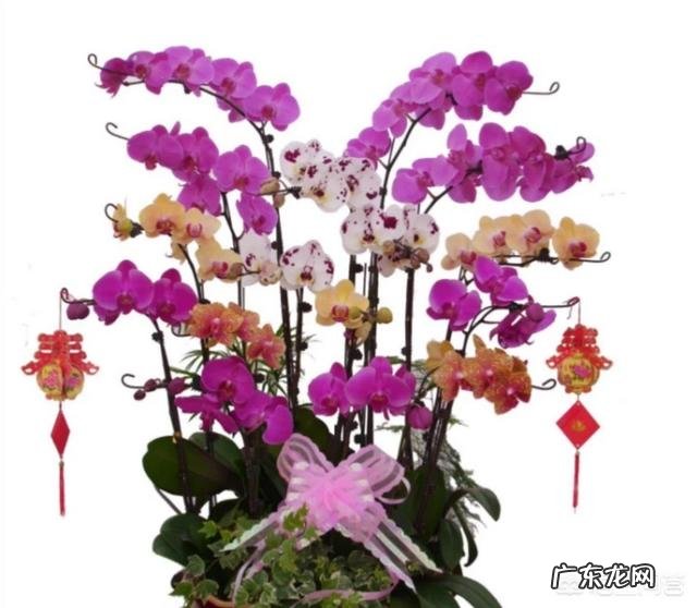 过年的时候,买哪些年宵花又好看又好养?