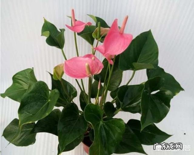 过年的时候,买哪些年宵花又好看又好养?