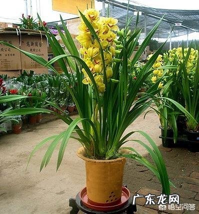 过年的时候,买哪些年宵花又好看又好养?