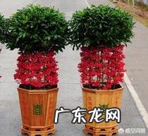 过年的时候,买哪些年宵花又好看又好养?