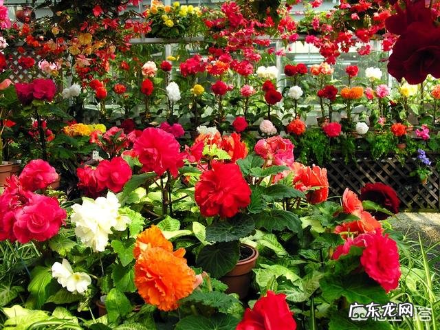 过年的时候，买哪些年宵花又好看又好养？