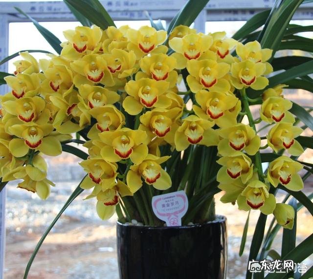 过年的时候,买哪些年宵花又好看又好养?