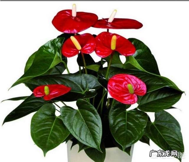 过年的时候,买哪些年宵花又好看又好养?