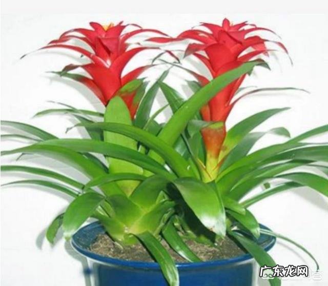 过年的时候,买哪些年宵花又好看又好养?