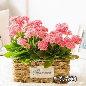 过年的时候,买哪些年宵花又好看又好养?