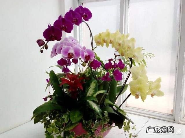 过年的时候,买哪些年宵花又好看又好养?