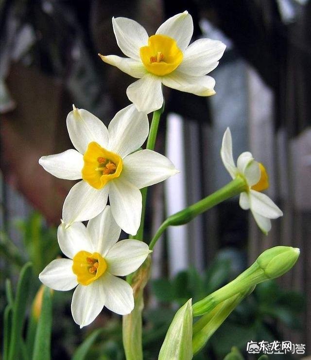 过年的时候,买哪些年宵花又好看又好养?