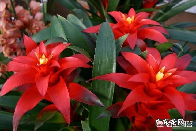 过年的时候,买哪些年宵花又好看又好养?