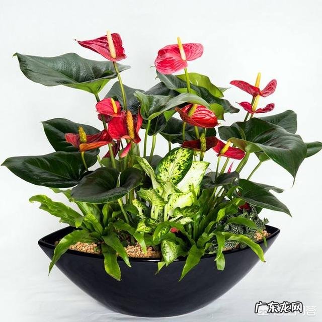 过年的时候,买哪些年宵花又好看又好养?