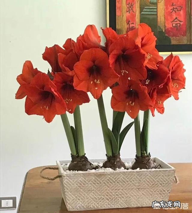 过年的时候,买哪些年宵花又好看又好养?