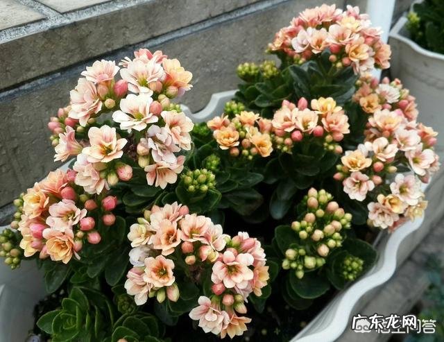 过年的时候,买哪些年宵花又好看又好养?