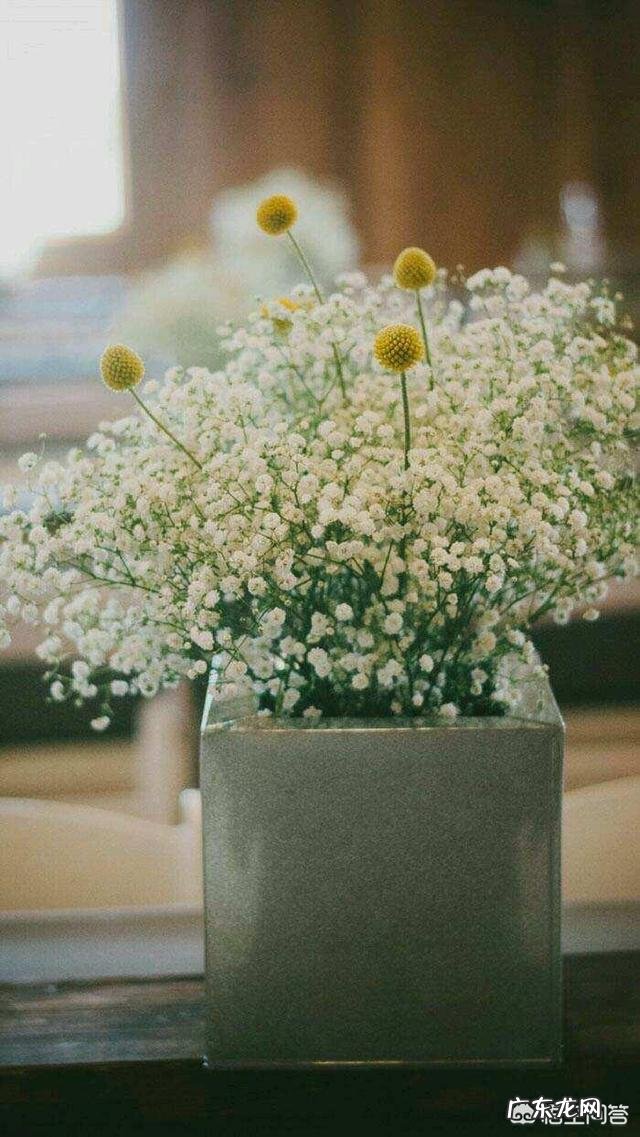 室内养什么样的植物容易点?