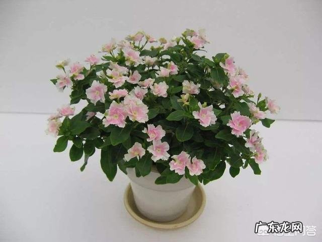 室内养什么样的植物容易点?