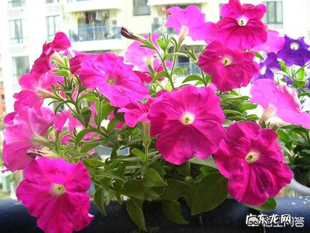 室内养什么样的植物容易点?