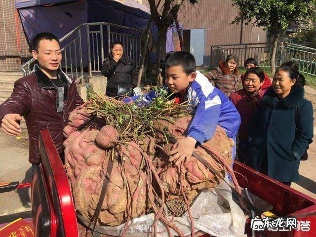 吃红薯有哪些好处?