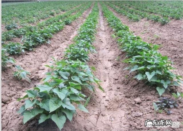 吃红薯有哪些好处?