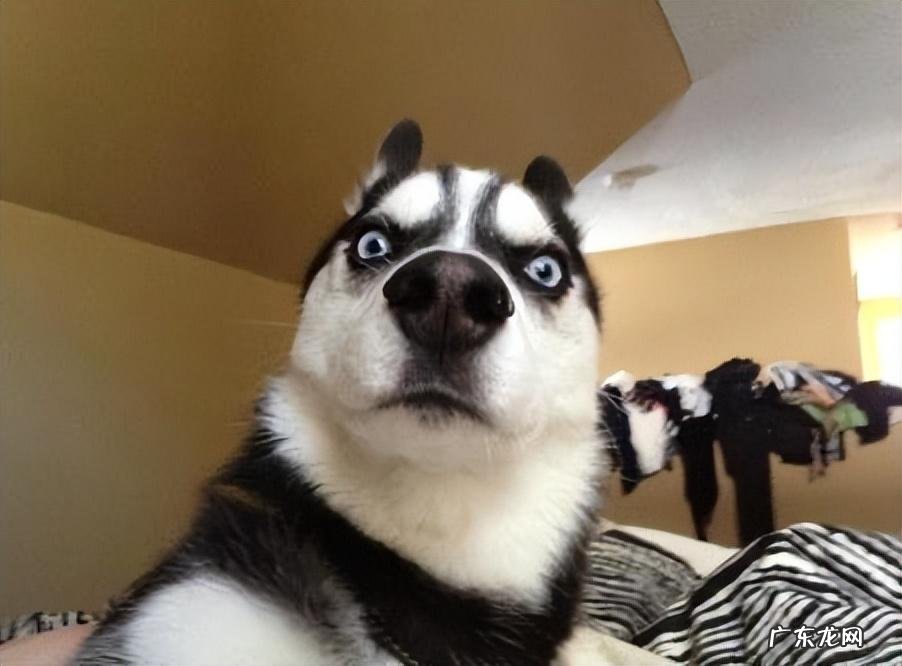 女孩英文名字大全简单