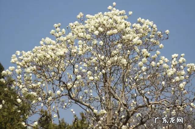 屋前院后种什么植物寓意最好? 房子前后种树风水大全