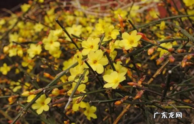 屋前院后种什么植物寓意最好? 房子前后种树风水大全