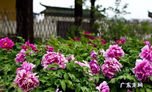 屋前院后种什么植物寓意最好? 房子前后种树风水大全