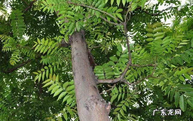 屋前院后种什么植物寓意最好? 房子前后种树风水大全