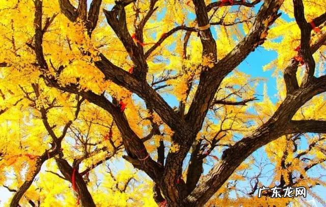 屋前院后种什么植物寓意最好? 房子前后种树风水大全