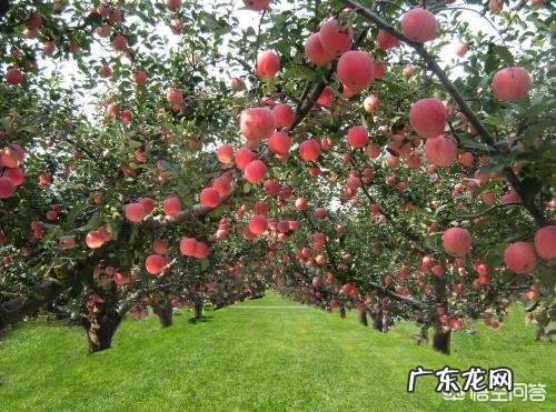 农民可以种植苹果树来养老吗？有哪些好的建议和需要注意的问题？