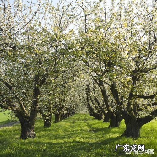 农民可以种植苹果树来养老吗？有哪些好的建议和需要注意的问题？