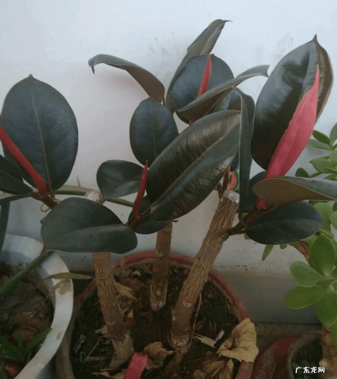 挖树的风水禁忌是什么 护风水的树是什么树呢