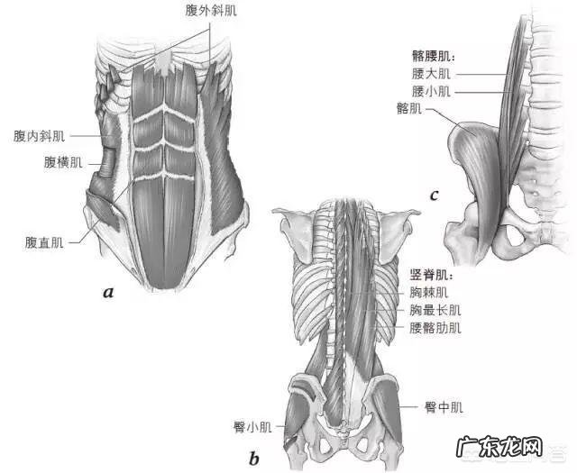 哪些方法能锻炼核心力量呢?