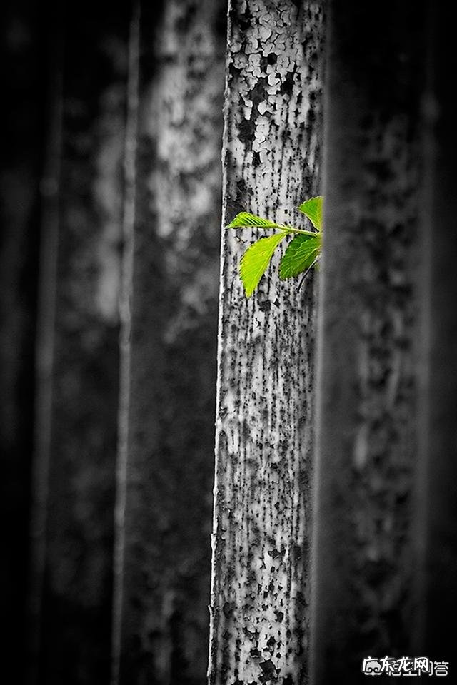 摄影中要怎么表现构图的整齐?