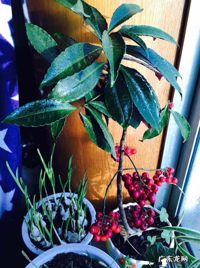 啤酒养花到底有什么好处?