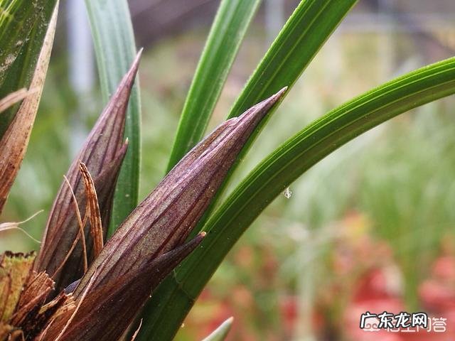 啤酒养花到底有什么好处?