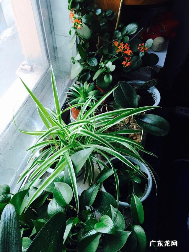 啤酒养花到底有什么好处?