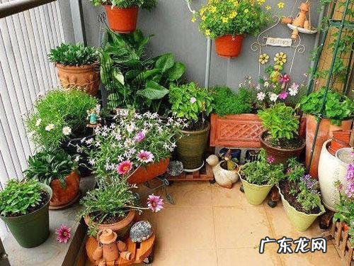 啤酒养花到底有什么好处?