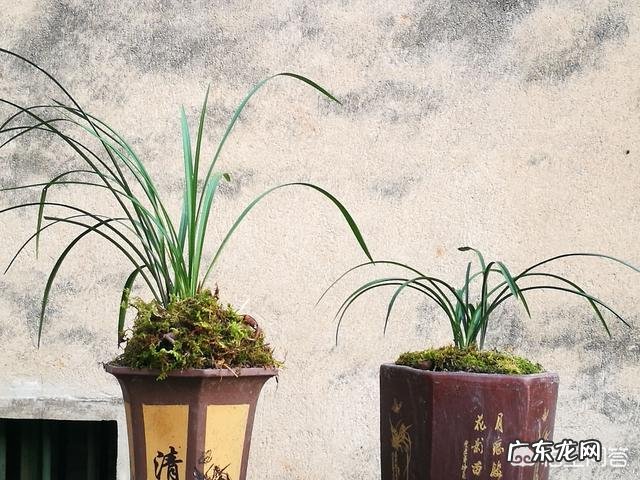 啤酒养花到底有什么好处?