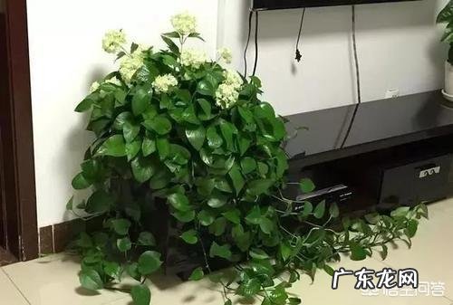 啤酒养花到底有什么好处?