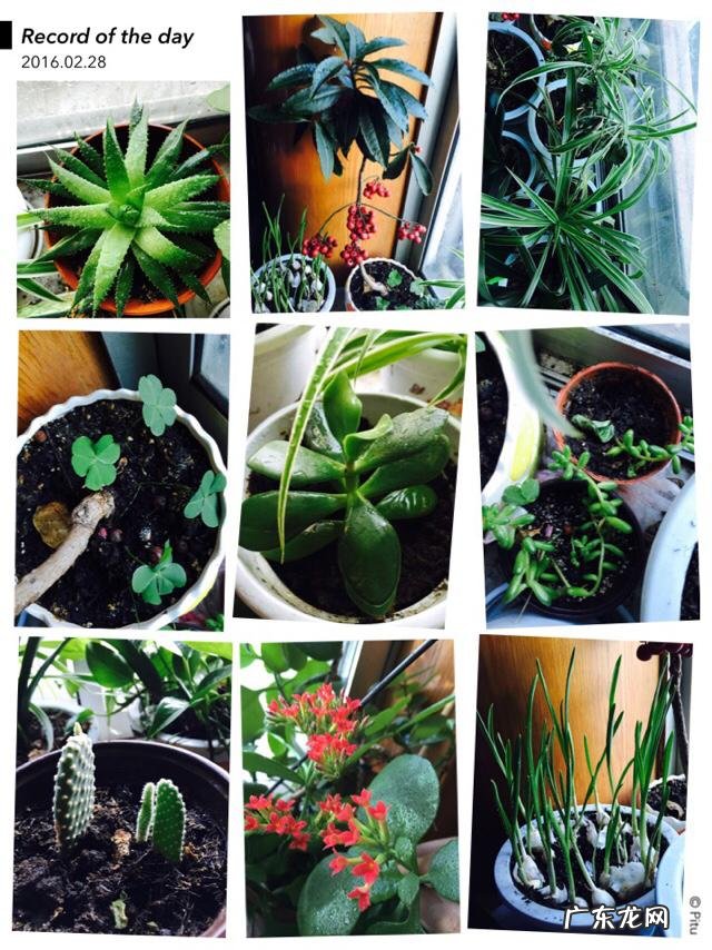 啤酒养花到底有什么好处?