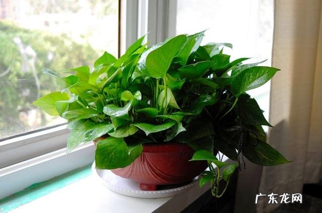 啤酒养花到底有什么好处?